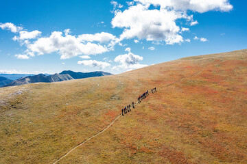 Hikers walk towards the top of a mountain in a column on a path through a field of dried blueberries with a blue sky and white clouds in the background - beautiful scenic landscape