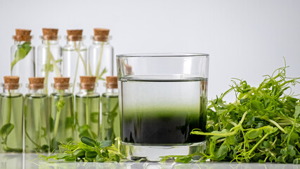 Micro greens or sprouts of raw live sprouting vegetables sprout from organic plant seeds. Concept of superfood, healthy eating, detox and diet