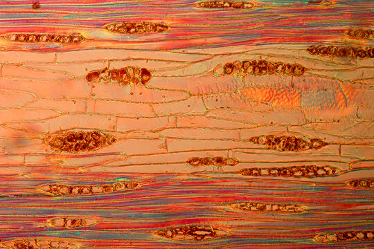 Longitudinal section of the Acacia Boa Gray. The tree is native to Hawaii