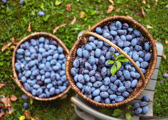Top view of ripe fruit plum harvesting prunes in autumn. Eco-products from the farm. Selective...