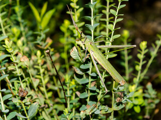 Cone-headed grasshopper is climbing on a green plant