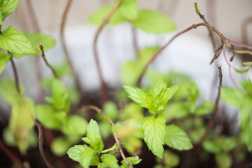 Beautiful Green Fresh Mint plant growing in a pot outside in Florida