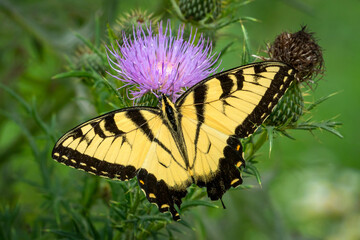 Pollinating Eastern Tiger Swallowtail Butterfly