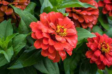 Red Zinnia Flower Blossom Macro - 532843671