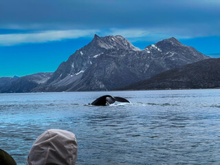 Whale diving, near Nuuk, Greenland. 
Sermitsiaq in the background,