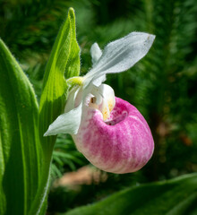 Blooming Showy Lady’s Slipper