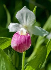 Blooming Showy Lady’s Slipper - 532843893