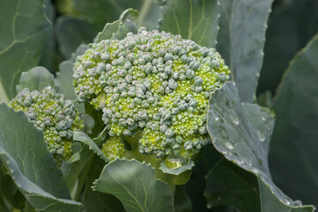 Ripe Broccoli Head in Garden - 532844011