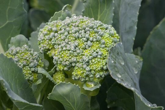 Ripe Broccoli Head in Garden