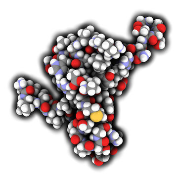 Tau Protein Fragment. May Play A Role In Alzheimer's Disease.