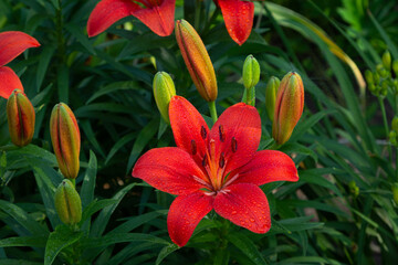 Orange Asiatic Lily Stargazer Covered in Morning Dew - 532844223