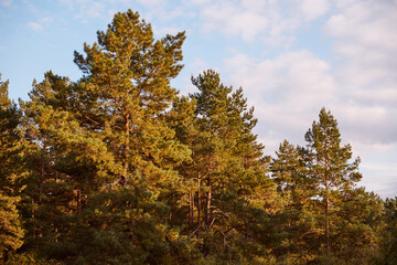 Close-up of a pine forest on a warm autumn day at sunset.