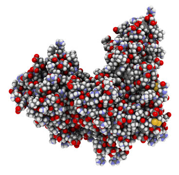 Proprotein convertase subtilisin kexin type 9 (PCSK9) protein. Target of multiple investigational cholesterol lowering drugs.
