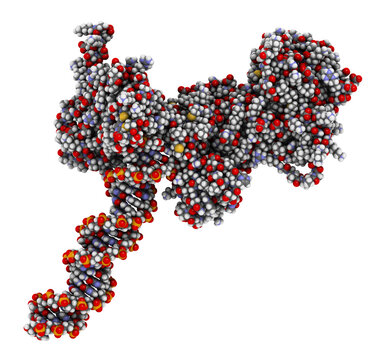 Poly (ADP-ribose) Polymerase 1 (PARP-1) DNA Damage Detection Protein. Target Of Cancer Drug Development.