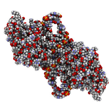 NF-kB (nuclear factor kappa-light-chain-enhancer of activated B cells) protein complex. Plays a role in cancer and inflammation.