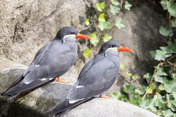 Inkaterne are the only species in the genus Larosterna in the sub-group terns, which are also part of the gull family.Odense zoo,denmark,Europe,Scandinavia
