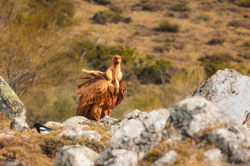Buitre leonado -gyps fulvus