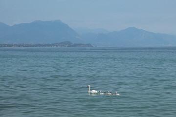 swans on lake