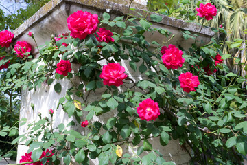 Red flowers in the garden