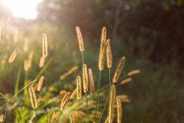 Back-lit wheat grass with sunrays and yellow light