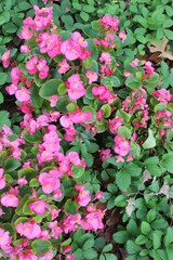 Fototapeta premium pink flowers in the garden