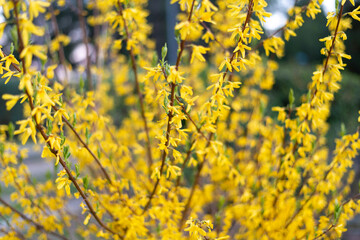 FLORES AMARILLAS PRIMAVERA ABRIL 2022