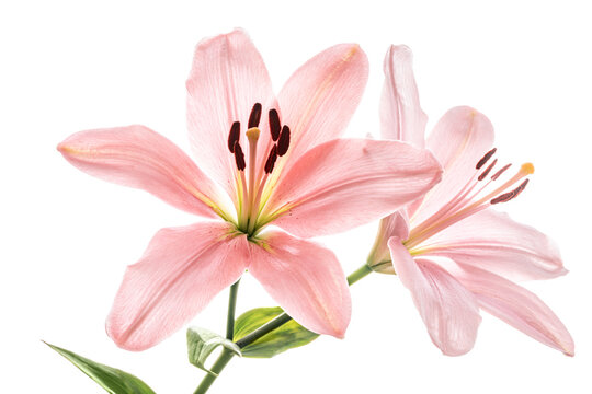 Pink lily isolated on white background.