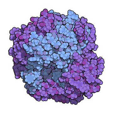 Gamma-glutamyltranspeptidase 1 (GGT 1, gamma-GT, gamma-glutamyl transferase) enzyme. Used as diagnostic marker for liver disease.