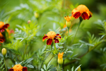 Autumn marigold background. Uses and Benefits of Marigold Flowers