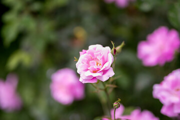 close up of pink flower with floral and blurred background 