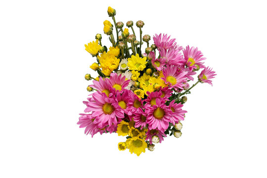 小菊 Images – Browse 2,969 Stock Photos, Vectors, and Video