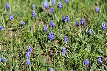 flowers in the meadow