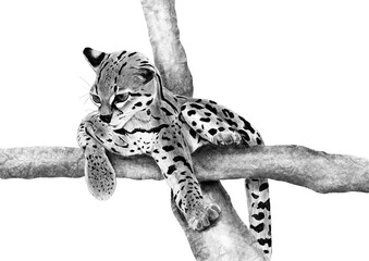 leopard in a tree