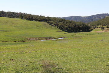 landscape in the spring