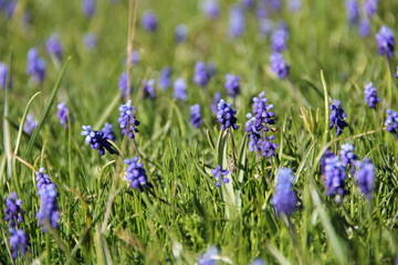 flowers in the meadow