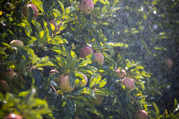 pommes sur un arbre sous des gouttes de pluie