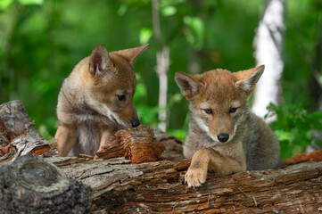 Naklejka na ściany i meble Coyote Pup (Canis latrans) on Log Looks at Sibling Summer
