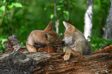 Coyote Pups (Canis latrans) Lick Each Others Faces on Log Summer
