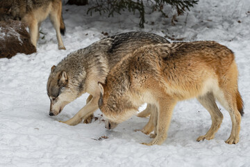 Grey Wolves (Canis lupus) Side by Side Sniffing in Snow Winter