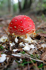 im fliegenpilz frisst der wald mistkäfer 