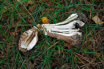 Parasolpilz und Waldmistkäfer