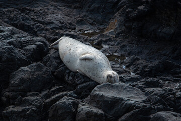 Fototapeta premium Cute seal on a rock