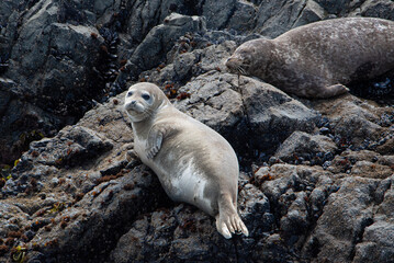 Cute seal on a rock
