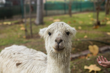 Alpaca joven amigable con las personas humanos
