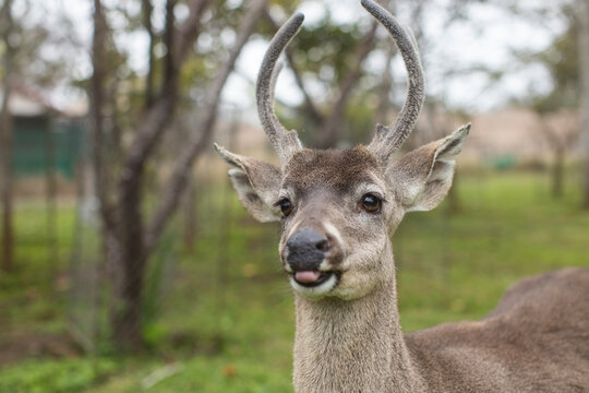 Venado amigable y d&oacute;cil con las personas y humanos