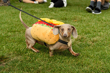 Dachshund in Hot Dog Costume Looks Out While Trotting Right - 532848001