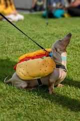 Dachshund in Hot Dog Costume Sits Looking Up