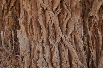tree bark