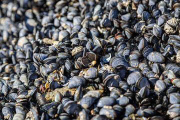 Mussels on Perranporth Beach, with a shallow depth of field