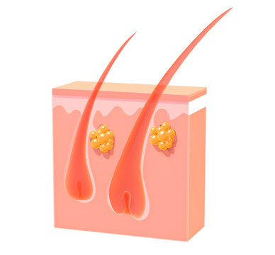 3d illustration of anatomical section of the skin. Showing hair growth, skin layers and sebaceous glands.